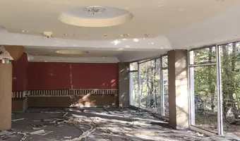 Złota Sosna