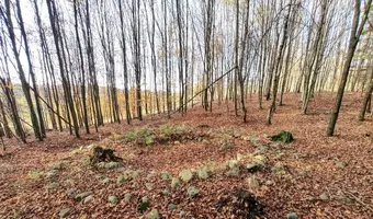 Starożytny cmentarz kurhanowy - zdjęcie 3/3