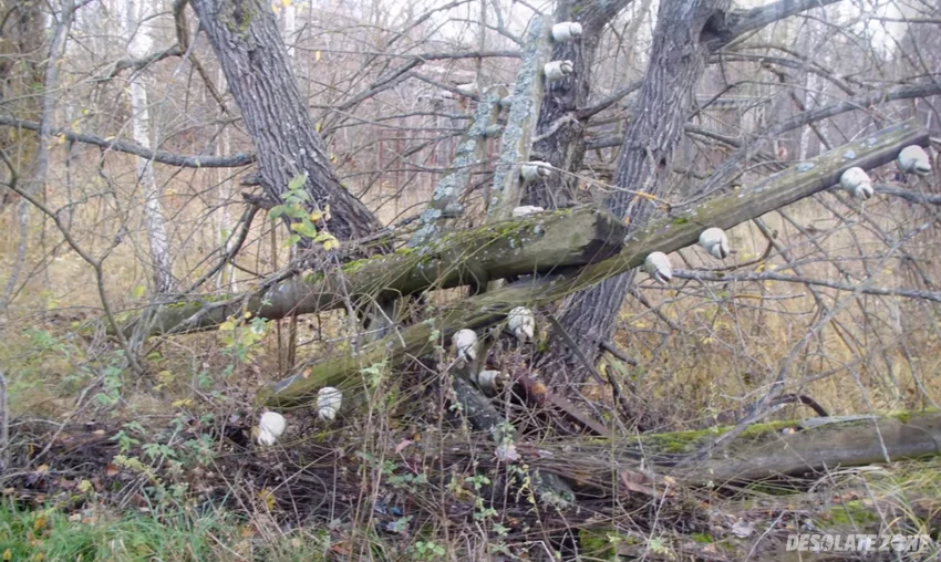 Wysiedlona wieś zalesie ( ukraina) - zdjęcie 1/4