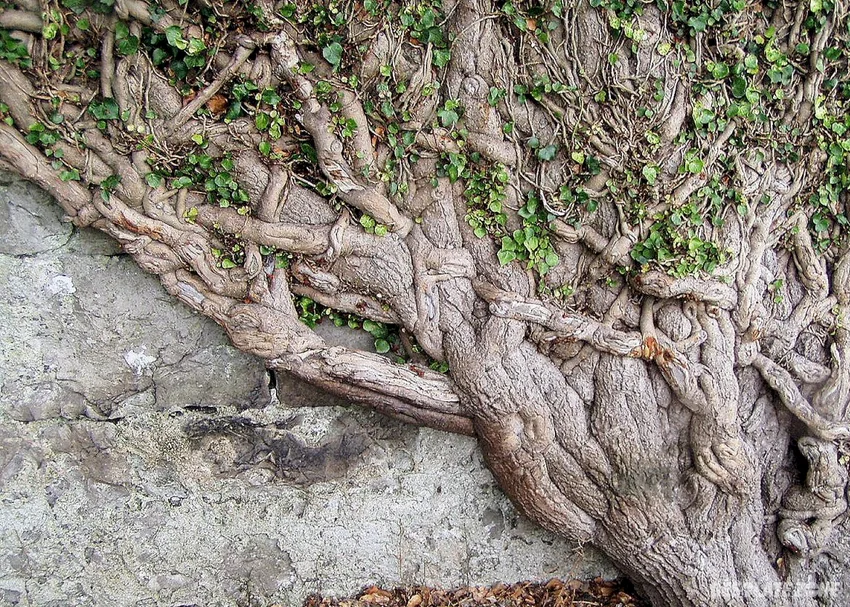 Opuszczony zamek w carbury, carbury