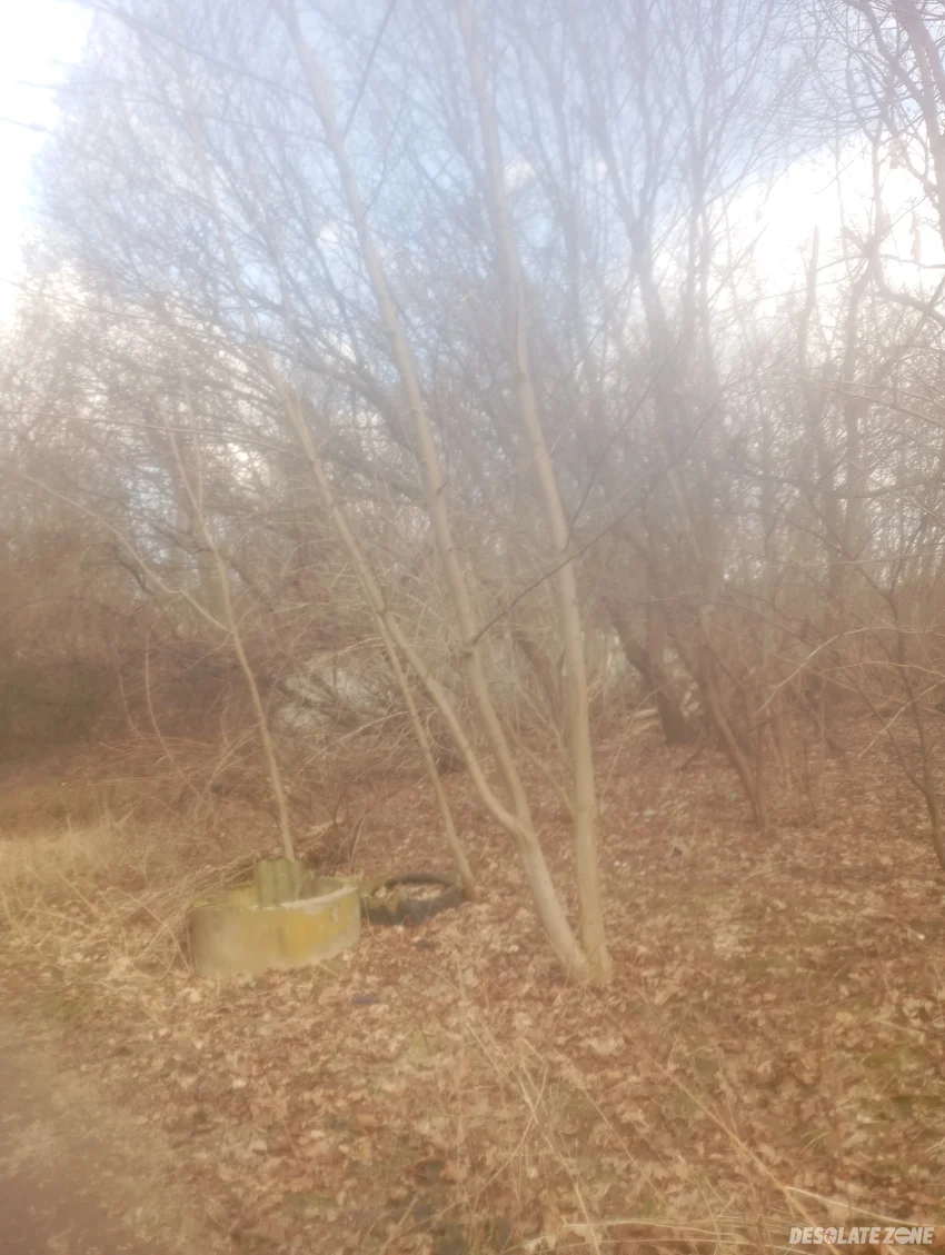 Ruiny kilku domów w lasku - zdjęcie 1/2