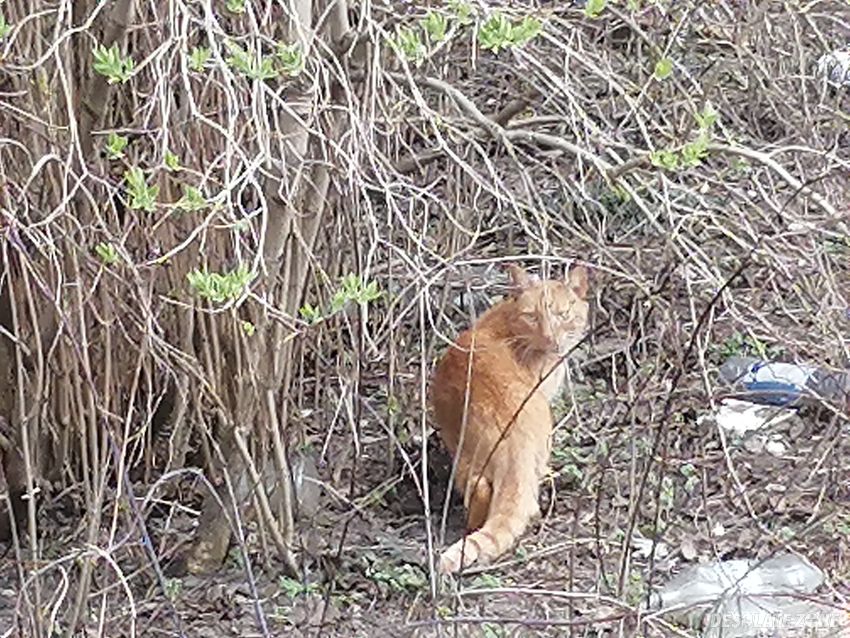 Opuszczony dom z lokatorem