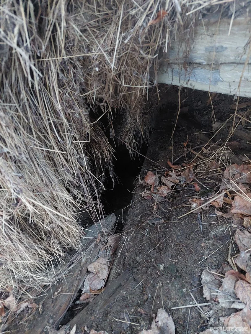 Opuszczony dom w środku lasu - photo 1/4