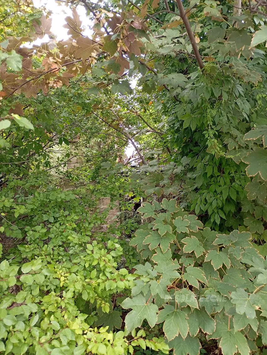 Zarośnięty dom - photo 1/2