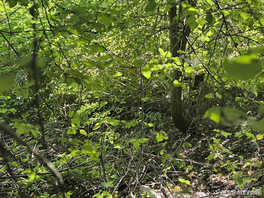 Bunkier na cukrowej.