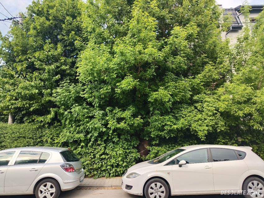 Opuszczony dom os. olsza