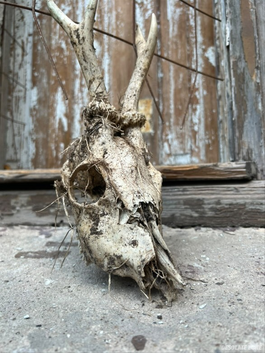 Zabytkowa willa r. steinerta