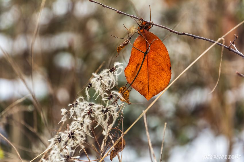 Stadion im. e. szyca, poznań