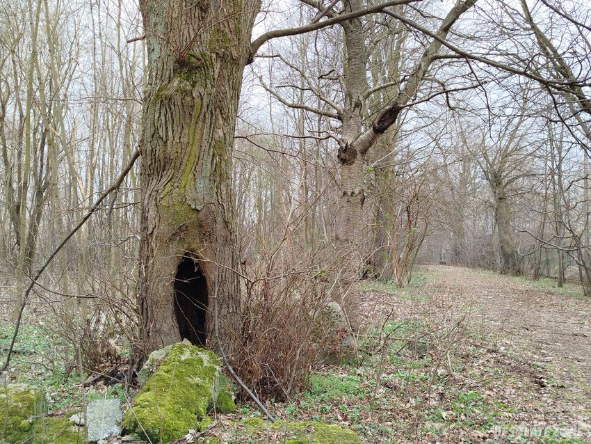 Dworek - rudna wielka