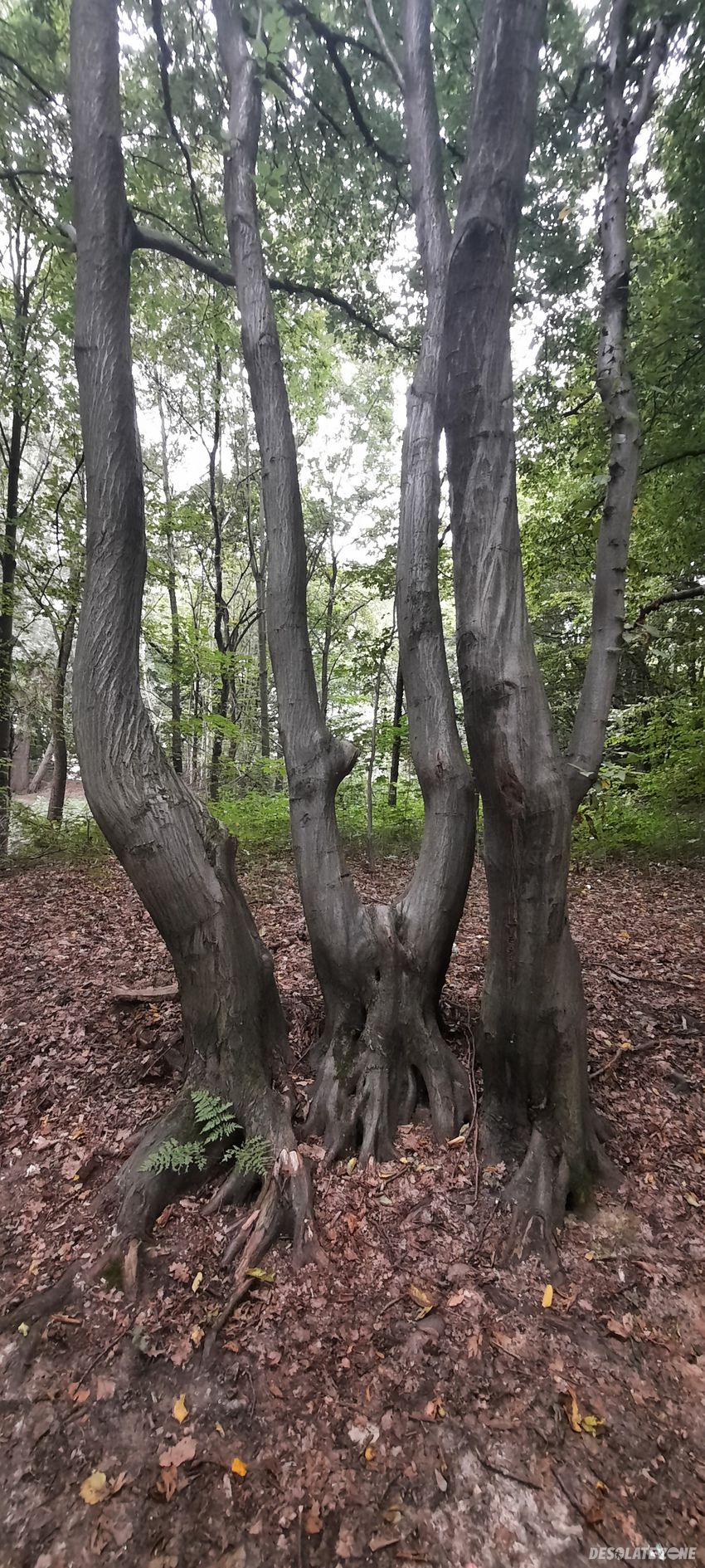 Ruiny pałacu w głębowicach