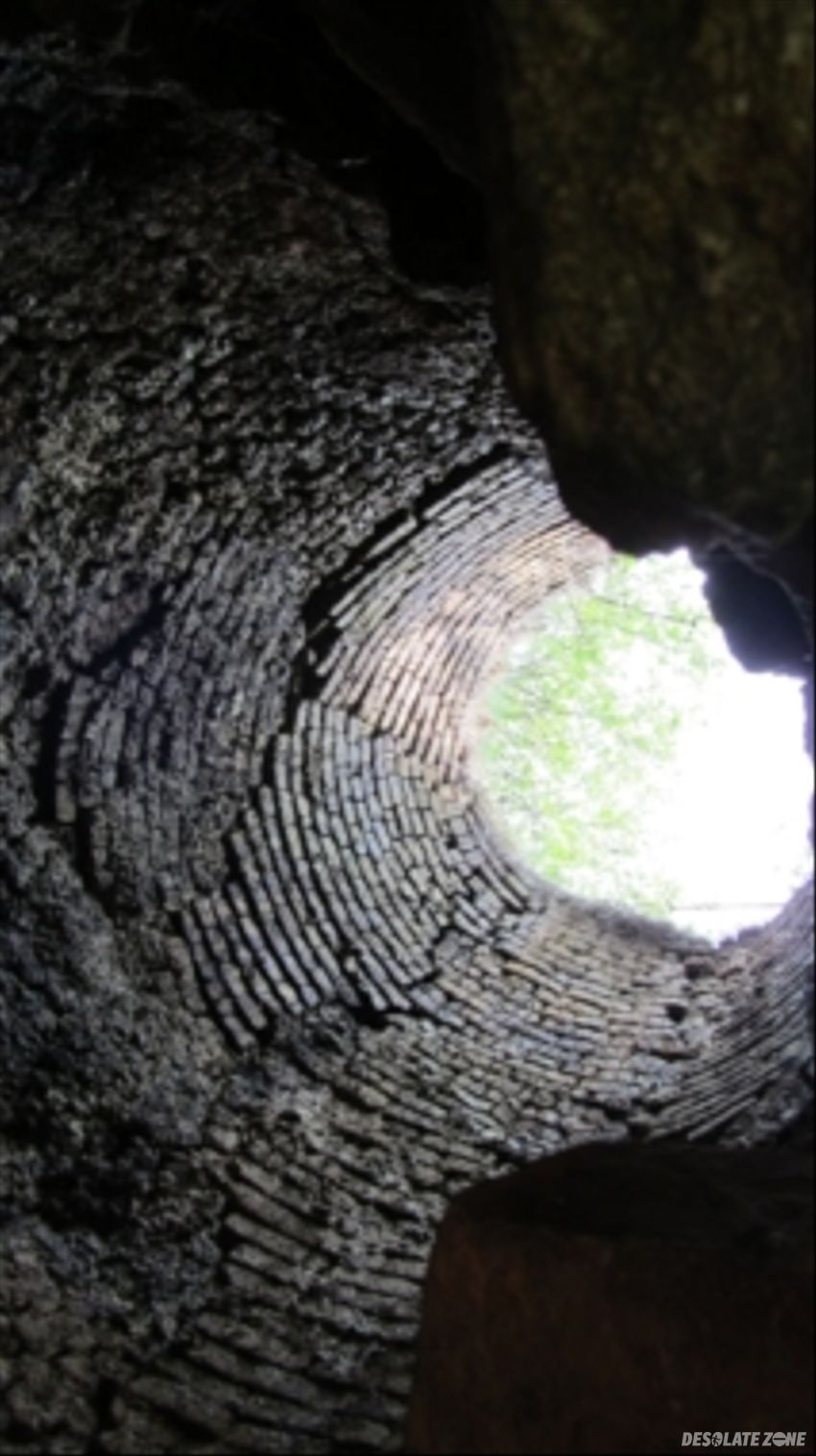 Wapiennik, dąbrowa górnicza