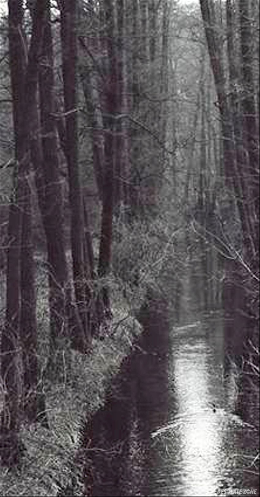 Jaz cybiński, poznań