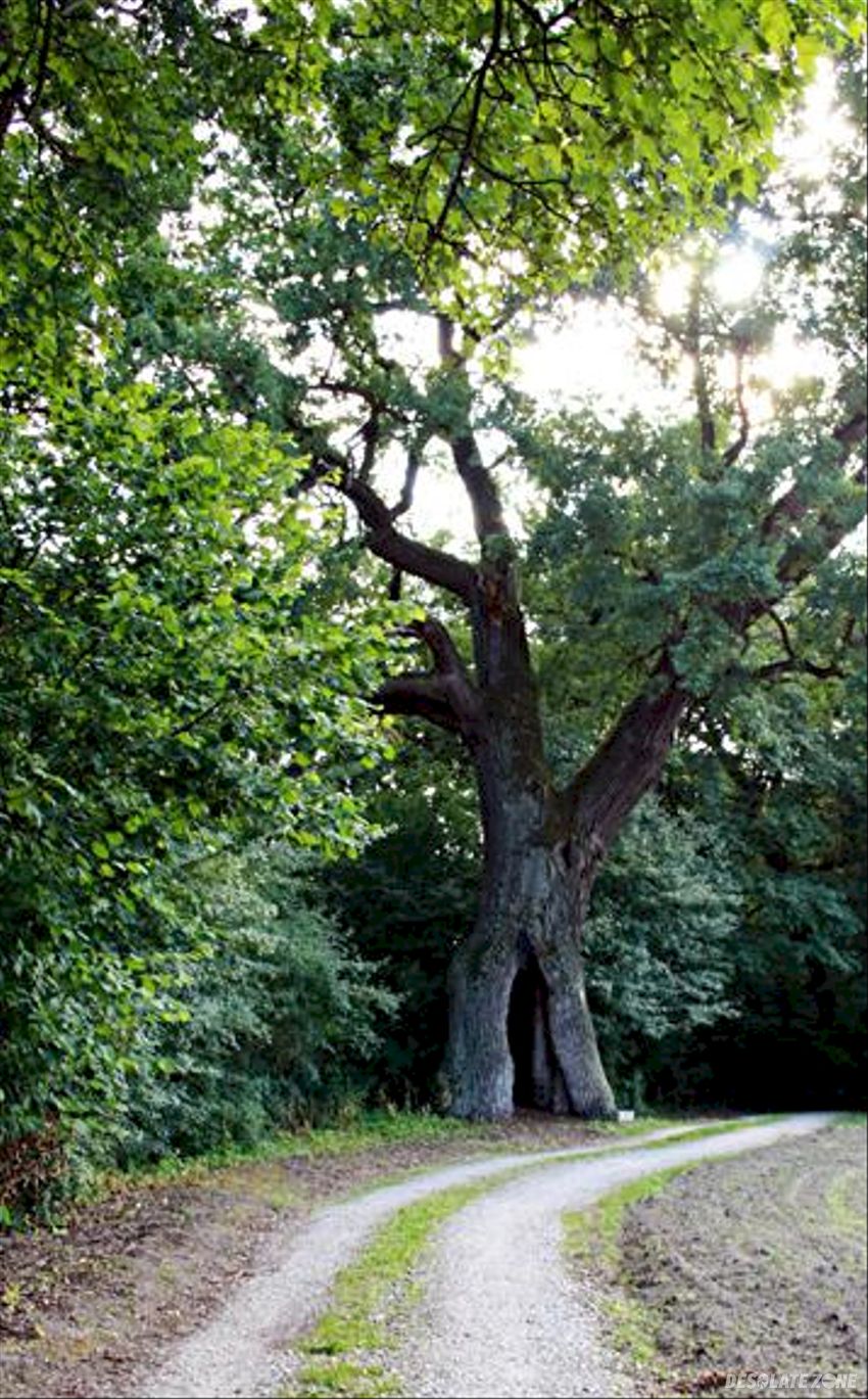Dwór szlachecki, ruszcza