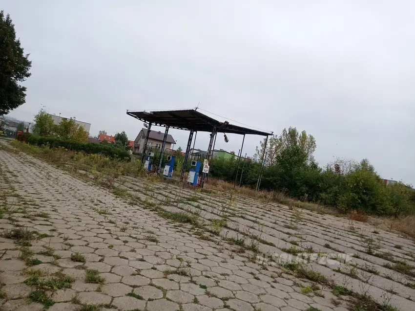 Zieleń miejska cyprus - photo 1/3