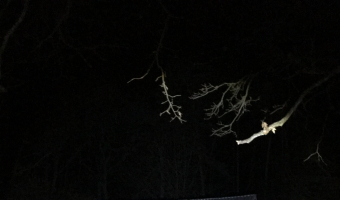 Opuszczona nawiedzona leśniczówka z horroru w środku lasu